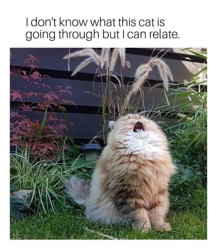 relate cat.jpg